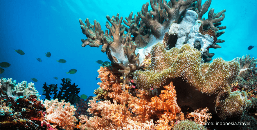 Pesona bawah laut - Pesona Raja Ampat Di Tenggara Sulawesi