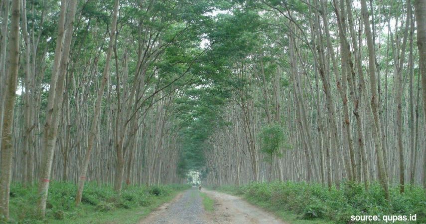 Pohon Sengon - Jenis Investasi Kayu Menggiurkan