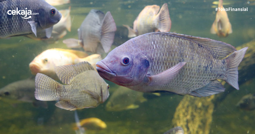 Cara Budidaya Ternak Ikan Mujair Paling Lengkap dan Mudah