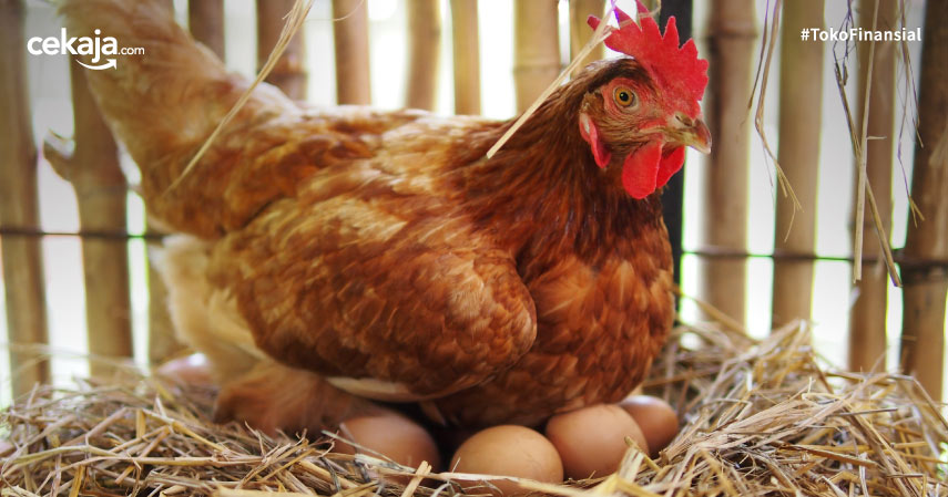 Belanja Bahan Makanan Pengganti Telur