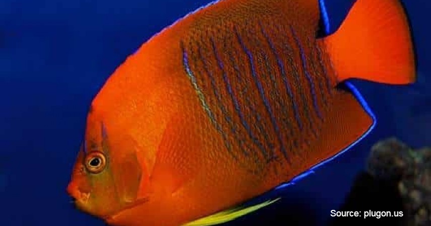 Clarion Angelfish (Rp 35 juta) - Daftar Ikan Hias Termahal di Dunia dan Tips Merawatnya