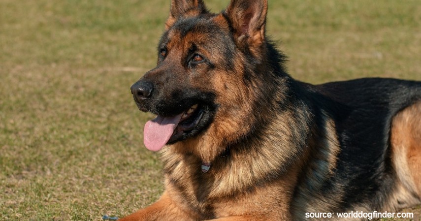 German Shepherd - Jenis Anjing Termahal di Dunia Beserta Biaya Perawatan yang Dibutuhkan