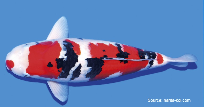 Koi Jepang (Rp 28 miliar) - Daftar Ikan Hias Termahal di Dunia dan Tips Merawatnya