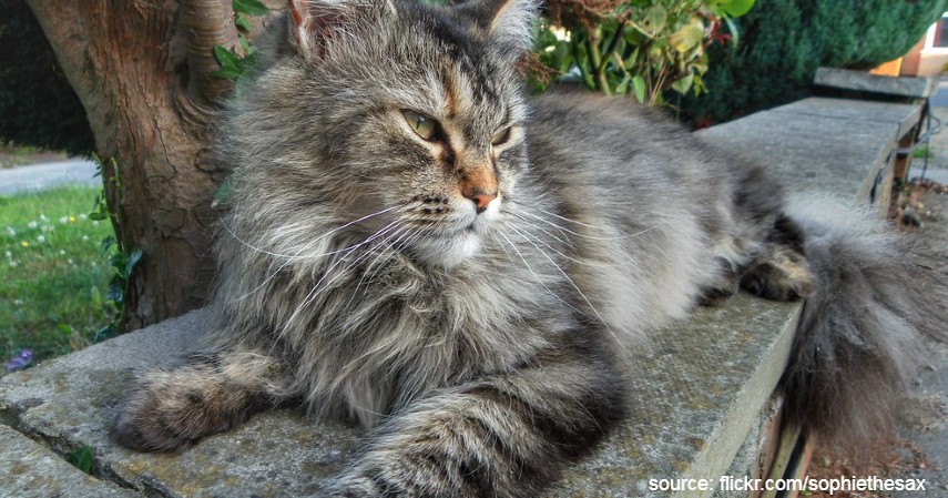 15 Jenis Kucing Termahal di Dunia, Yakin Mampu Beli?