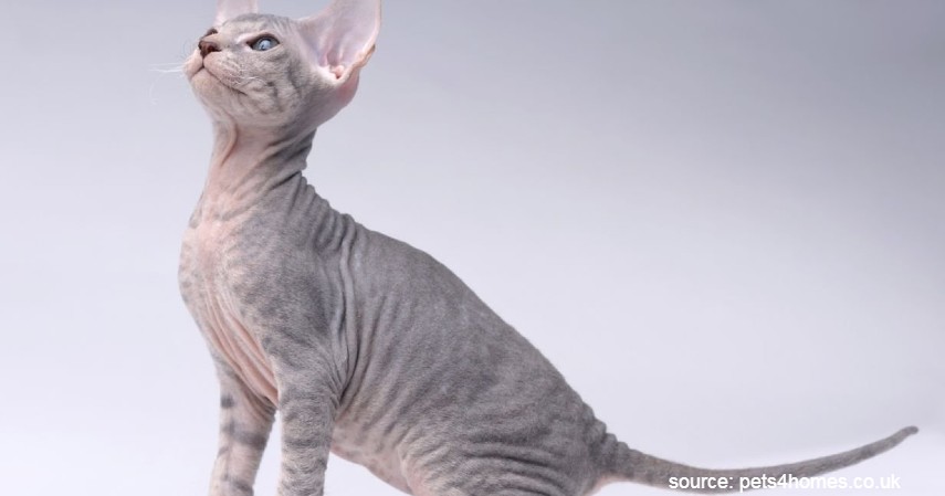 15 Jenis Kucing Termahal di Dunia, Yakin Mampu Beli?