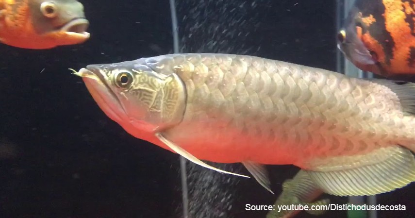 Nami Green Arowana (Rp 69 juta) - Daftar Ikan Hias Termahal di Dunia dan Tips Merawatnya