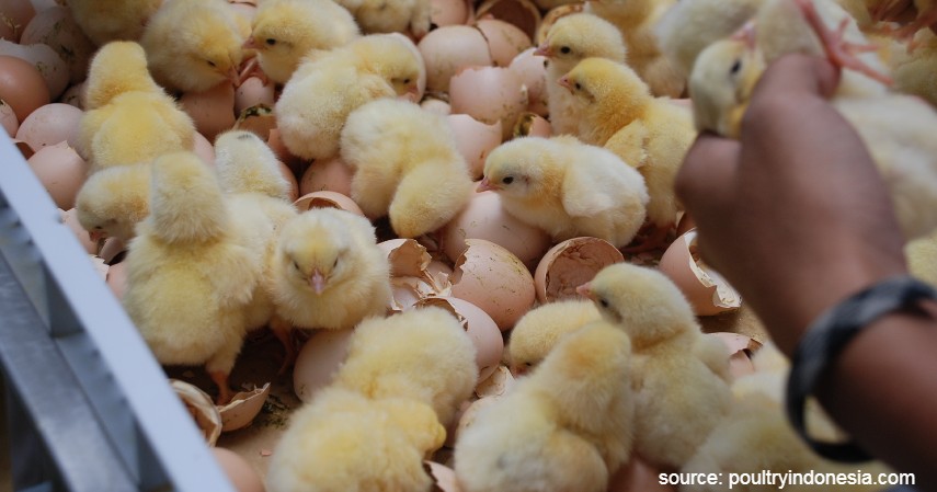 Pemilihan bibit - Cara Budidaya Ternak Ayam Petelur untuk Pemula