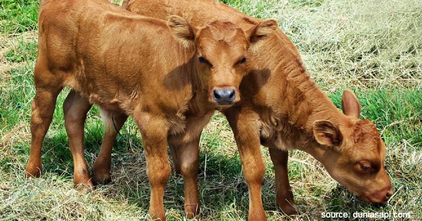 Pemilihan bibit sapi - Cara Budidaya Ternak Sapi Potong dengan Keuntungan Fantastis