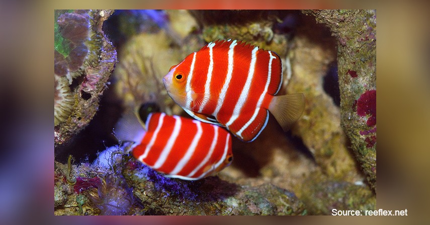 Peppermint Angelfish (Rp 428 juta) - Daftar Ikan Hias Termahal di Dunia dan Tips Merawatnya