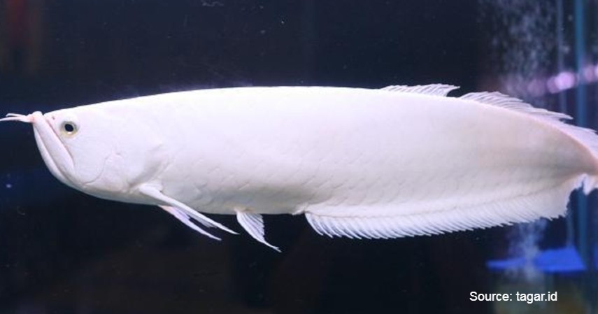 Platinum Arowana (Rp 5,5 miliar) - Daftar Ikan Hias Termahal di Dunia dan Tips Merawatnya