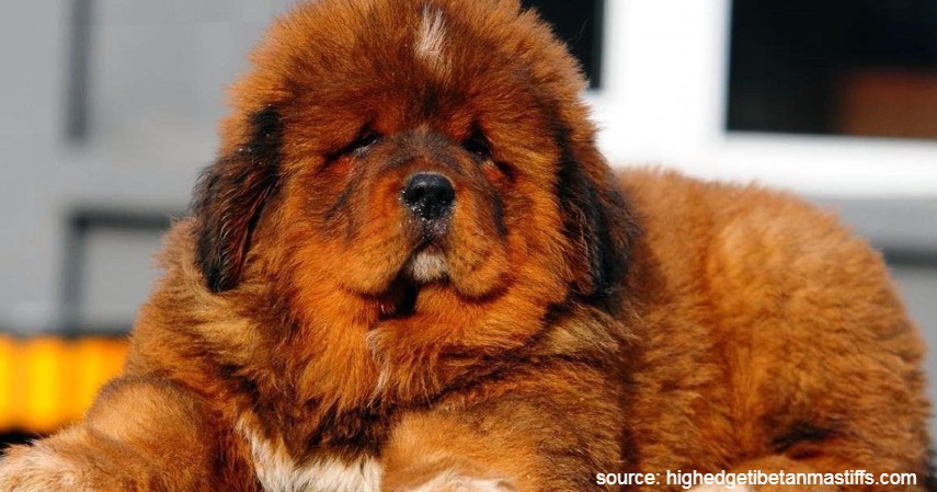 Tibetan Mastiff - Jenis Anjing Termahal di Dunia Beserta Biaya Perawatan yang Dibutuhkan