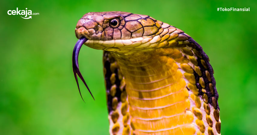 ular cobra
