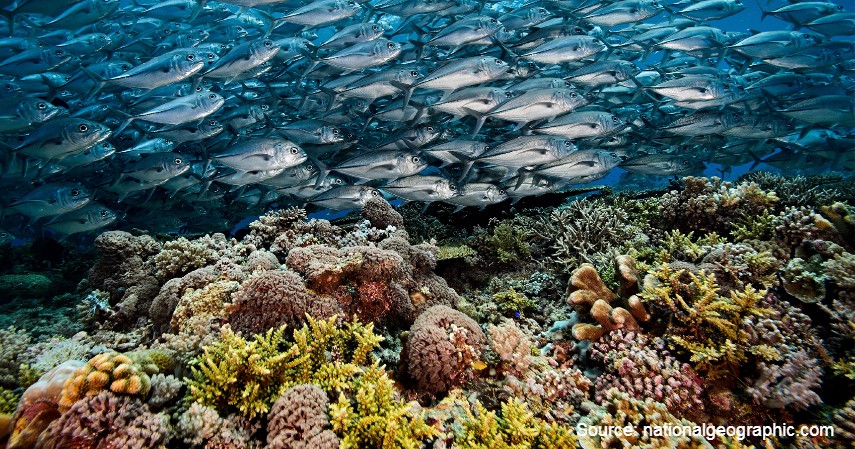 Tubbataha Reef - Jadi Tuan Rumah Sea Games 2019, Filipina Punya Banyak Tempat Wisata Indah.jpg