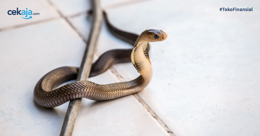 cara mencegah ular masuk rumah
