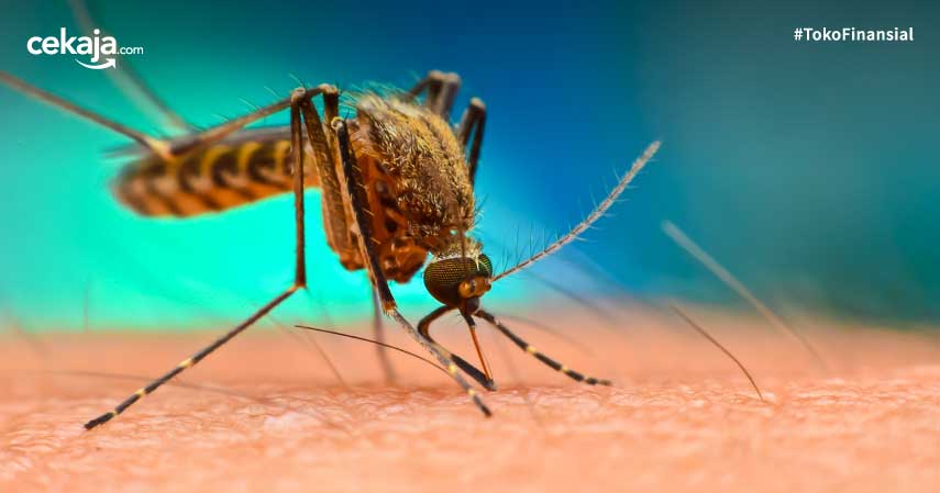 Selain Zika, Ini 5 Penyakit Mematikan yang Dapat Ditularkan Nyamuk