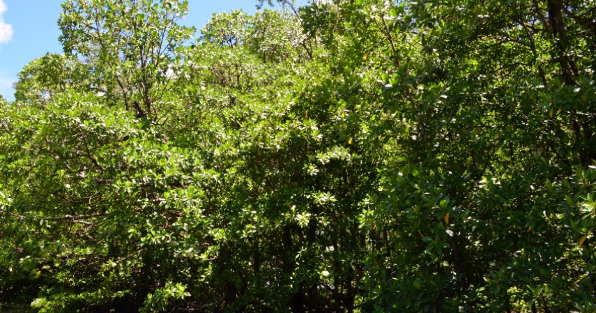 Daun Mangrove - Ini 5 Bahan Alami yang Dapat Disulap Jadi Hand Sanitizer