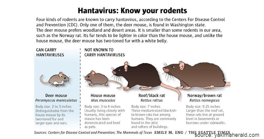 Hantavirus - Virus Berbahaya dari Hewan Selain Corona Wajib Tahu