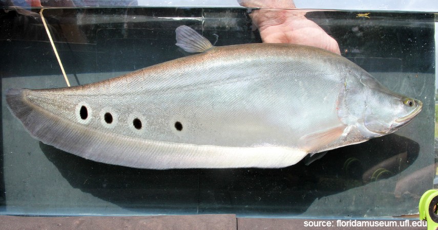 Ikan Belida - 10 Ikan Predator untuk Peliharaan Garang Tapi Menawan
