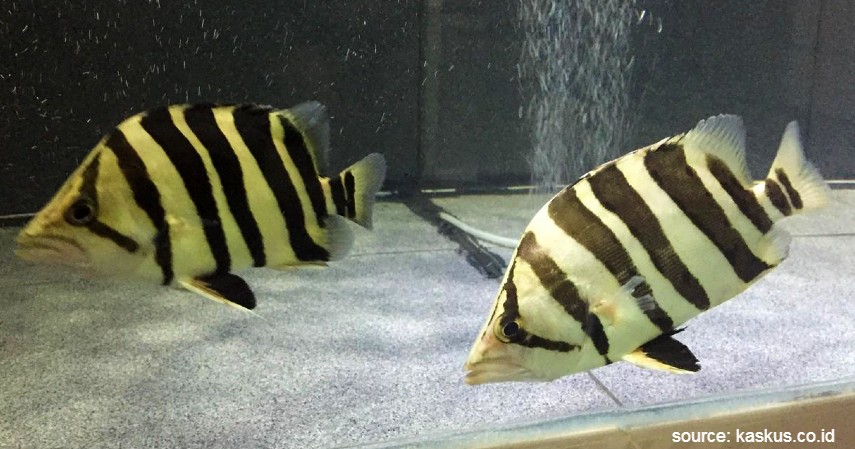 Ikan Datnoid - 10 Ikan Predator untuk Peliharaan Garang Tapi Menawan