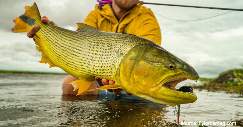 Ikan Golden Dorado - 10 Ikan Predator untuk Peliharaan Garang Tapi Menawan