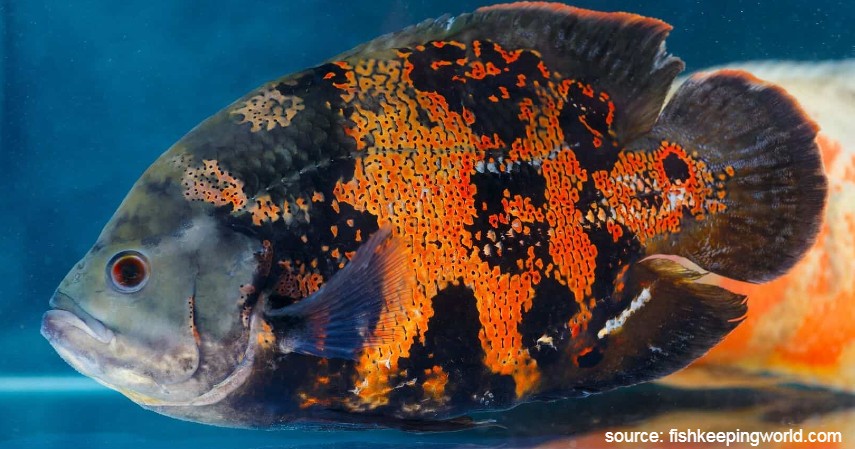 Ikan Oscar - 10 Ikan Predator untuk Peliharaan Garang Tapi Menawan