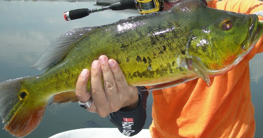 Ikan Peacock Bass - 10 Ikan Predator untuk Peliharaan Garang Tapi Menawan