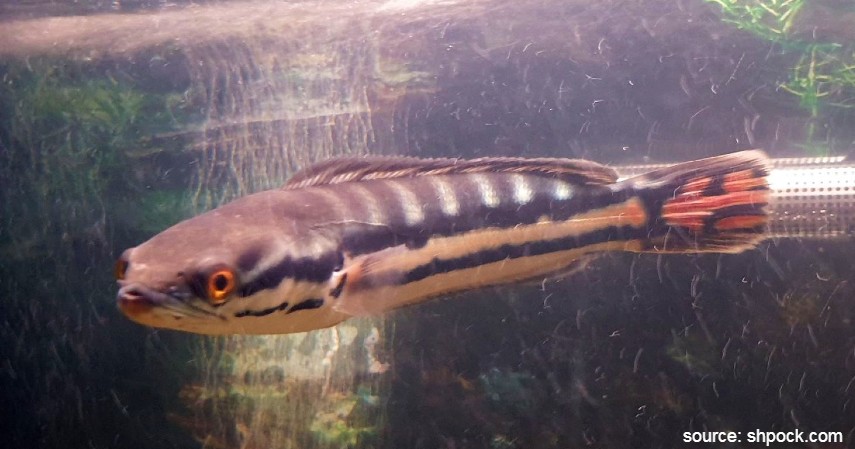Ikan Red Snakehead - 10 Ikan Predator untuk Peliharaan Garang Tapi Menawan
