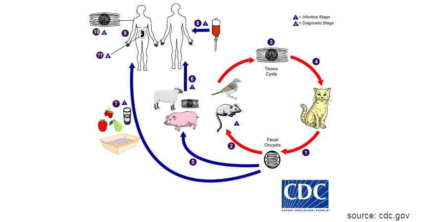 Toxoplasma gondii - Virus Berbahaya dari Hewan Selain Corona Wajib Tahu