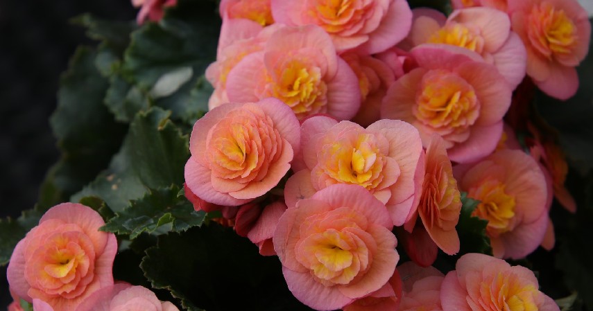 Bunga Begonia - 15 Tanaman Gantung yang Bikin Rumah jadi Cantik dan Estetik