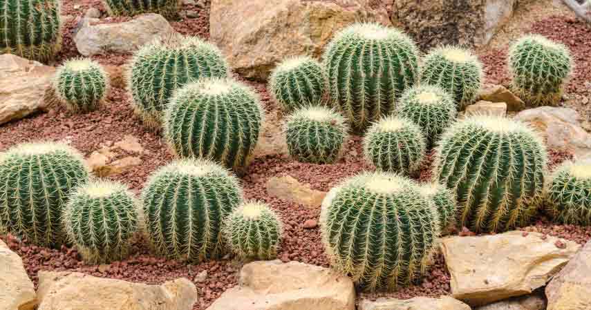 8 Cara  Merawat  Kaktus  yang Tepat Agar  Tidak Cepat  Mati