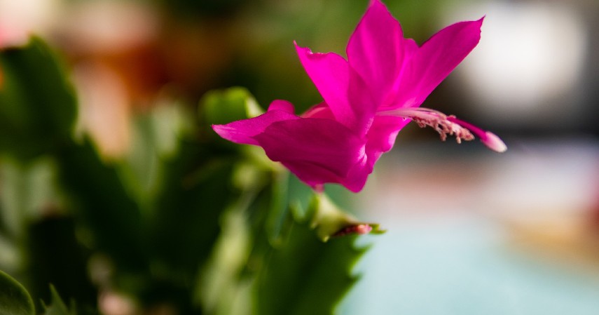 Zygocactus - 15 Tanaman Gantung yang Bikin Rumah jadi Cantik dan Estetik