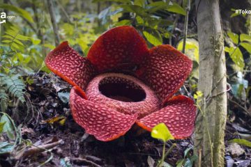 Daftar Bunga Langka dan Dilindungi di Indonesia, Hampir Terancam Punah