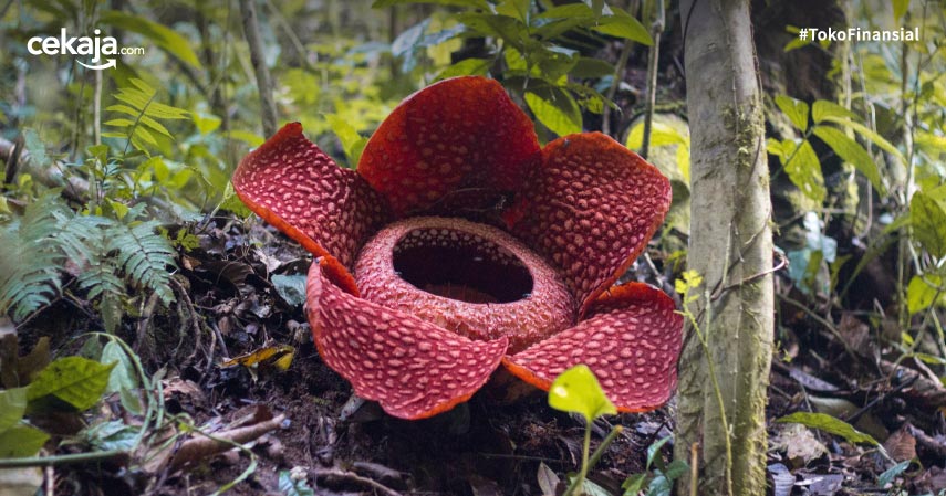 Daftar Bunga Langka dan Dilindungi di Indonesia, Hampir Terancam Punah