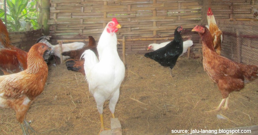 Ayam Bangkalan - 10 Jenis-jenis Ayam di Indonesia