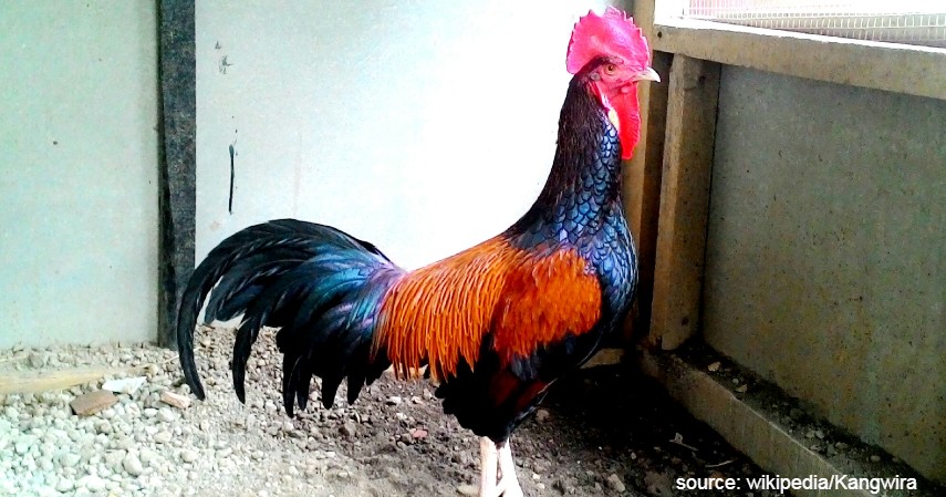 Ayam Bekisar - 10 Jenis-jenis Ayam di Indonesia
