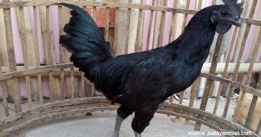 Ayam Cemani - 10 Jenis-jenis Ayam di Indonesia