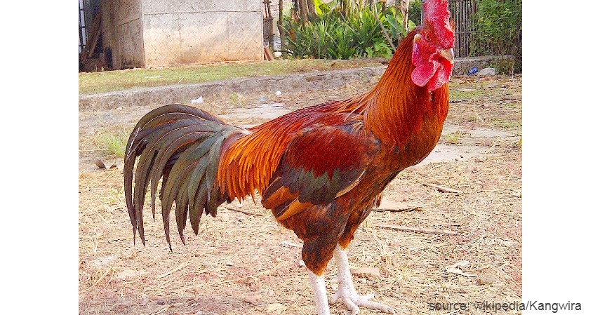 Ayam Pelung - 10 Jenis-jenis Ayam di Indonesia
