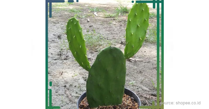 Salah satu ciri khusus tanaman kaktus adalah batang penyimpanan