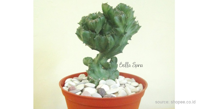 Kaktus Euphorbia - 12 Jenis-Jenis Kaktus Hias Mini Terlengkap Beserta Harganya