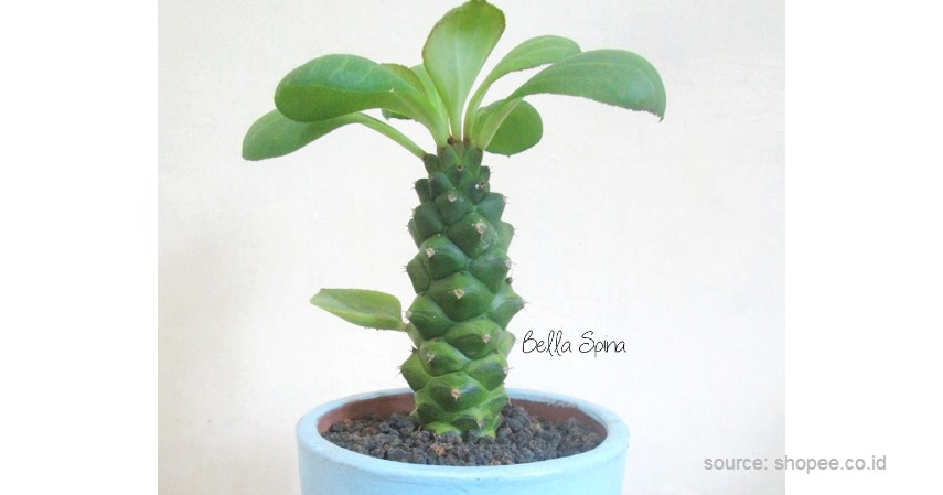 Kaktus Monadenium - 12 Jenis-Jenis Kaktus Hias Mini Terlengkap Beserta Harganya