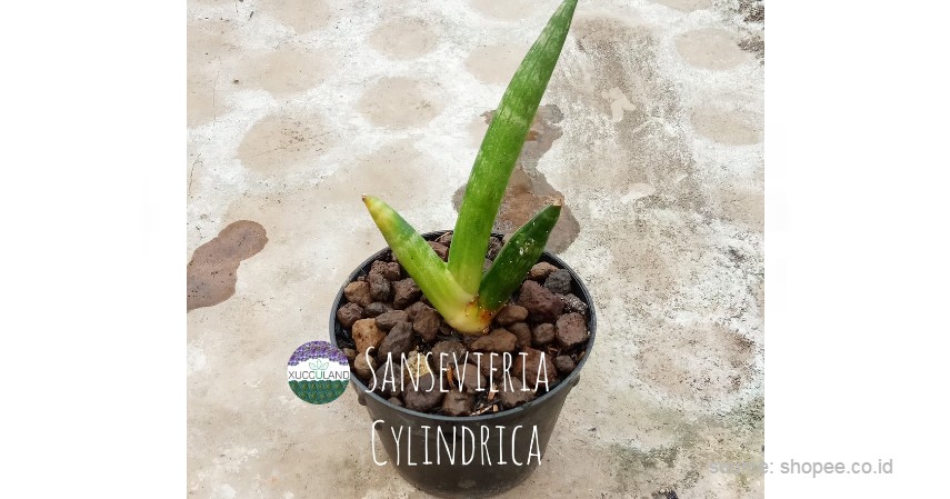 Kaktus Sansevieria - 12 Jenis-Jenis Kaktus Hias Mini Terlengkap Beserta Harganya