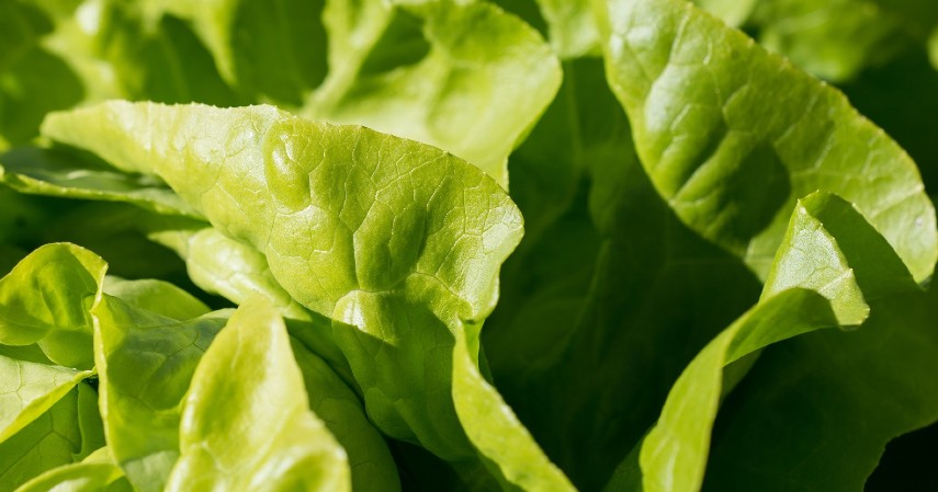 Sayuran berwarna hijau - 10 Makanan untuk Meningkatkan Kesuburan Wanita dan Pria Yuk Coba