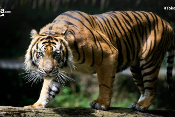 15 Daftar Hewan yang Terancam Punah di Indonesia, Yuk Bantu Jaga dan Lestarikan!