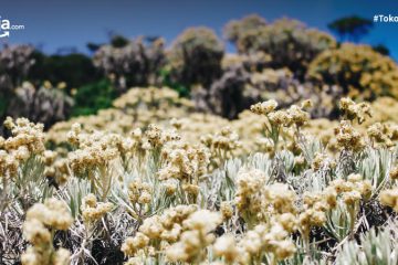 10 Fakta Bunga Edelweis, Bunga Abadi yang Mekar di Musim Hujan