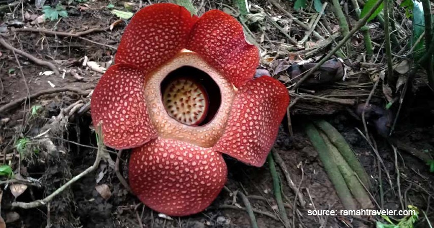 Rafflesia Arnoldii - Daftar Bunga Langka dan Dilindungi di Indonesia, Hampir Terancam Punah.jpg