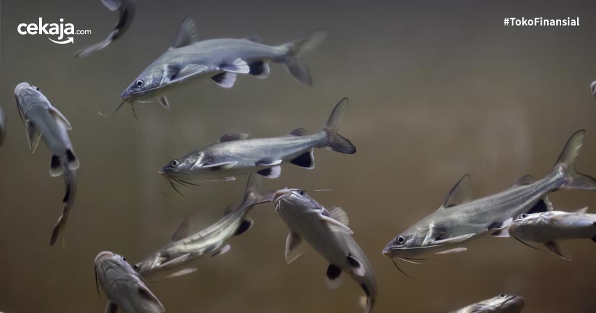 8 Manfaat Ikan Manyung, dari Nyeri Sendi hingga Tingkatkan Trombosit