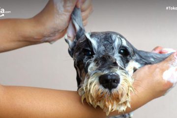 8 Rekomendasi Shampo Terbaik untuk Anjing Beserta Tips Memilihnya