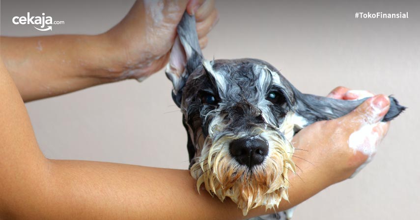 Shampo Terbaik untuk Anjing