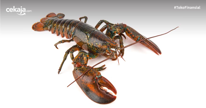 6 Jenis Lobster di Indonesia Beserta Peluang Bisnisnya