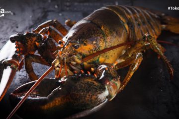6 Cara Budidaya Lobster Air Tawar dan Laut yang Bawa Keuntungan Besar